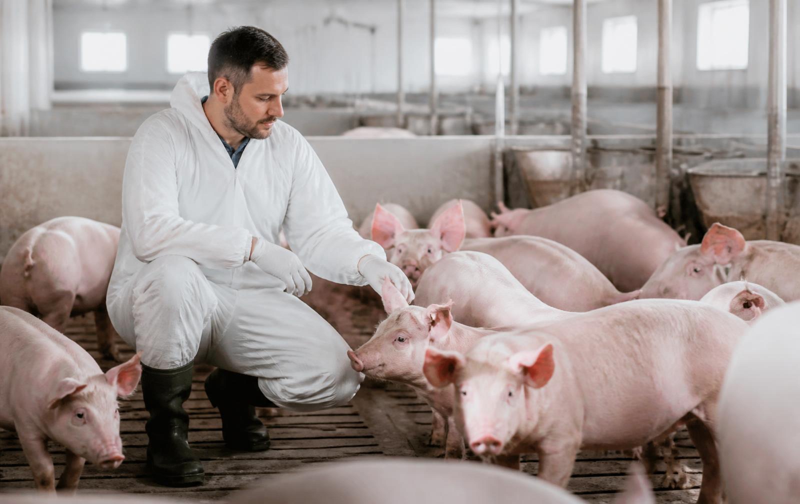Swine Management and Economic Program (SMEP)